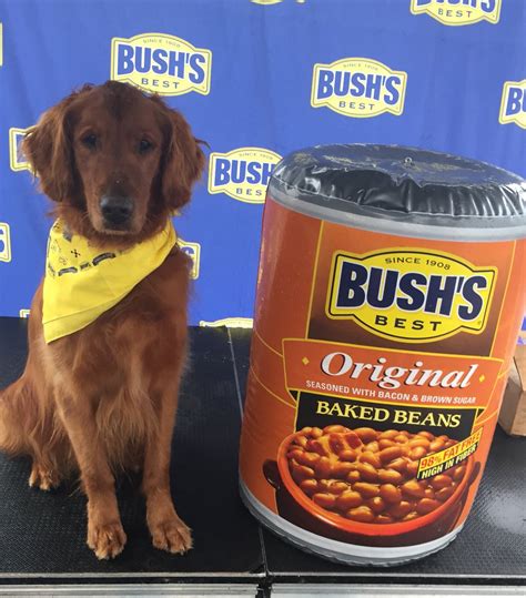 Dog that portrayed Duke in Bushs Baked Beans。